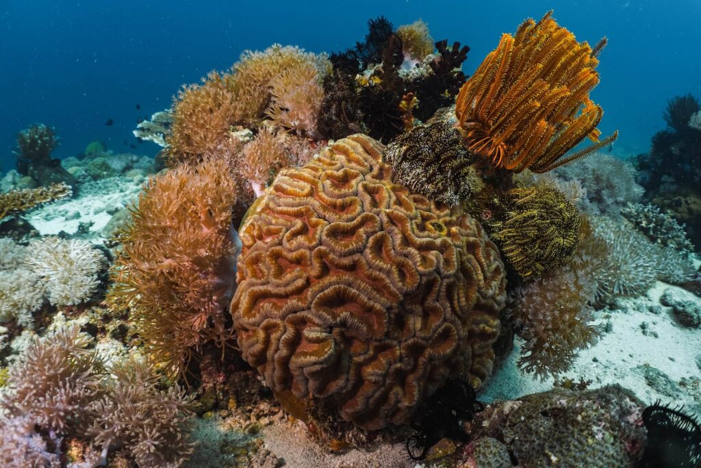 Blue Alliance Marine Protected Areas; Blue Commitment; Saving the Ocean