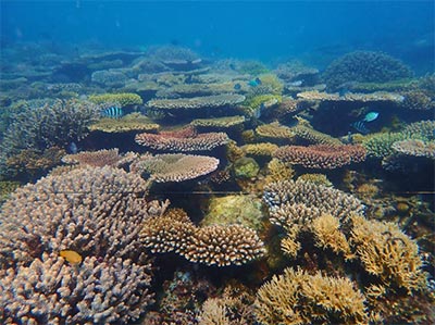 Roxas-MPAs