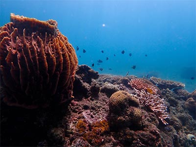 Tamauyan-Tacligan-Fish-Sanctuary