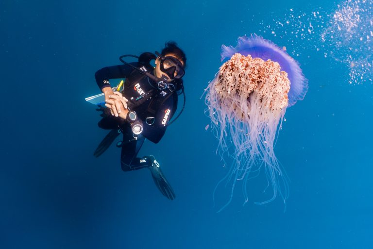 Mindoro Coral Reef Safari_© Gary Tyson_Scenic_Underwater_Crown Jellyfish_9