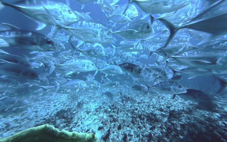 Schooling of Giant Trevally, Caranx ignobilis